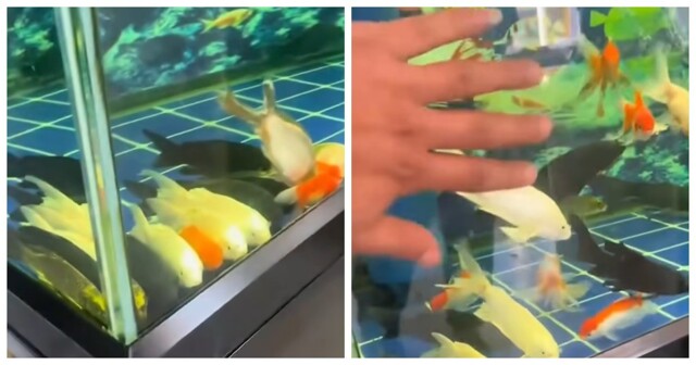 Рыбы в аквариуме «напугали» хозяина