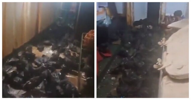 Птицы оккупировали судно в Хабаровском крае