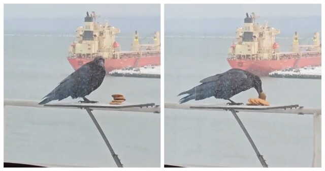 Жадная ворона и печенье