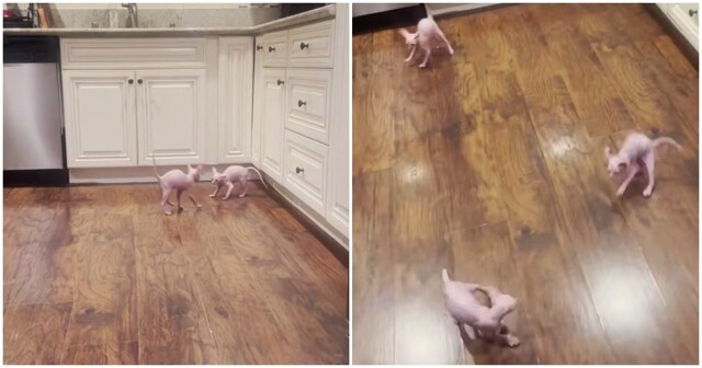 Сфинксы играют на кухне