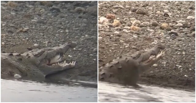 Крокодил с акулёнком в пасти попал на видео
