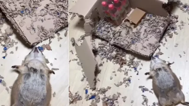 Енот устроил погром и притворился жертвой