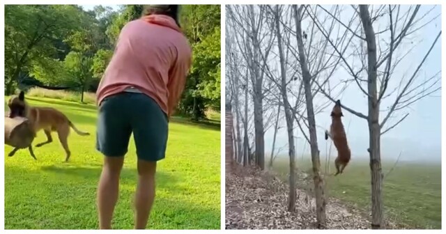 Бельгийские малинуа в действии