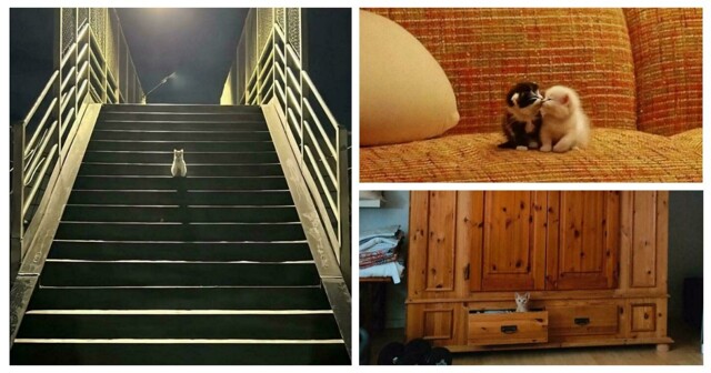 30 крошечных котят в таком огромном мире