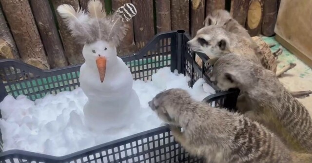 Сурикаты в Челябинском зоопарке впервые увидели снег