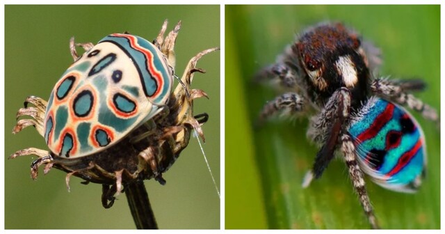 12 потрясающих насекомых и паукообразных нестандартного цвета, при виде которых захочется завести себе жука