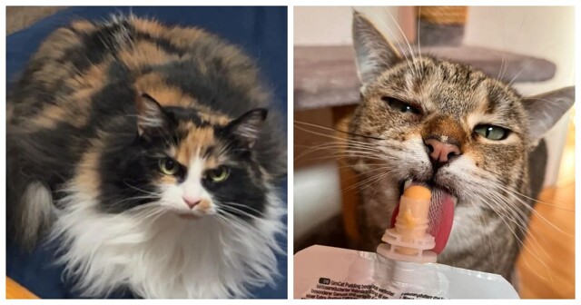 20 пушистых примеров наполнения нашей жизни глубоким смыслом