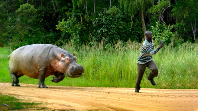 Бегемот: потеет «кровью», охотится на крокодилов и не умеет плавать