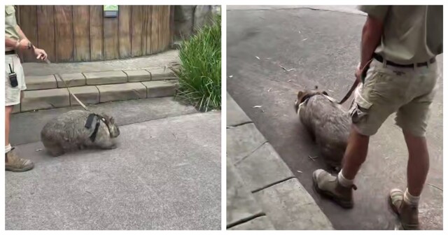 В Австралии наняли людей, которые гуляют с вомбатами