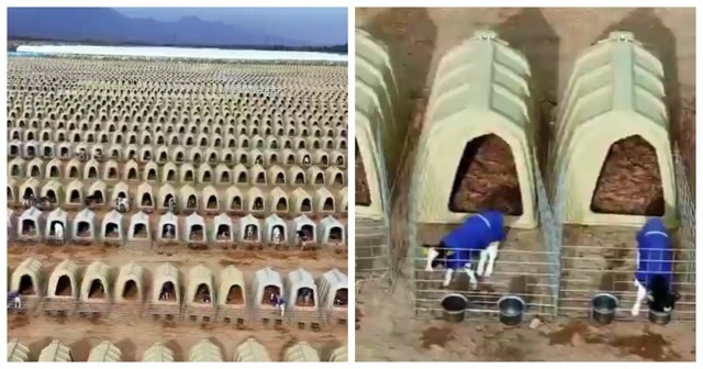 Будки вместо стада: как в Китае выращивают телят по индивидуальной системе