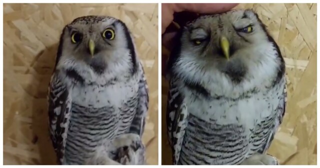 Сова любит, когда ей чешут голову