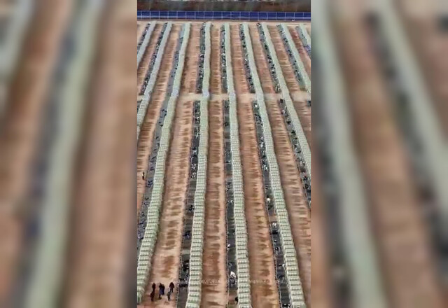 Будки вместо стада: как в Китае выращивают телят по индивидуальной системе