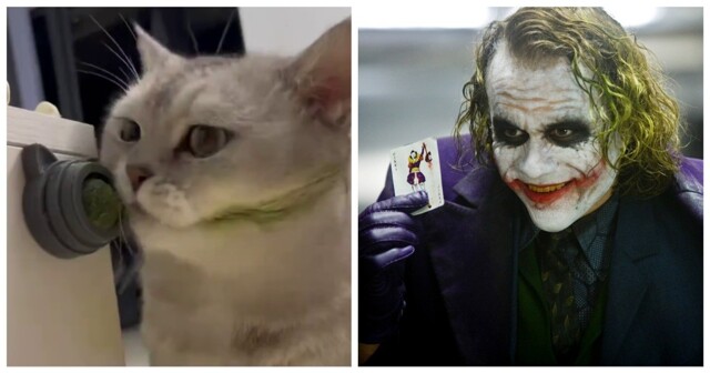 Пушистый фанат Джокера