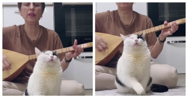 Кот обрёл внутренний покой