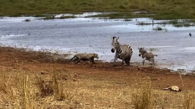 Зебра с детенышем отбились от леопарда