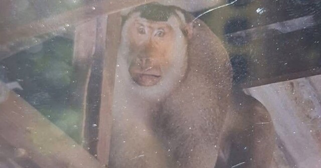 В Таиланде дикая мартышка загрызла пенсионера
