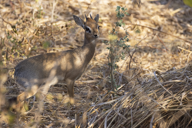 Дикдик: реальный зверь из Африки