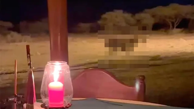 Романтический ужин на сафари: зебра добавила «энергии» в атмосферу