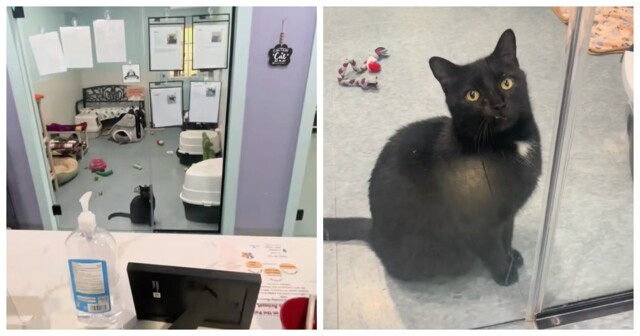 Кот каждый день садился у двери, ожидая своих будущих хозяев