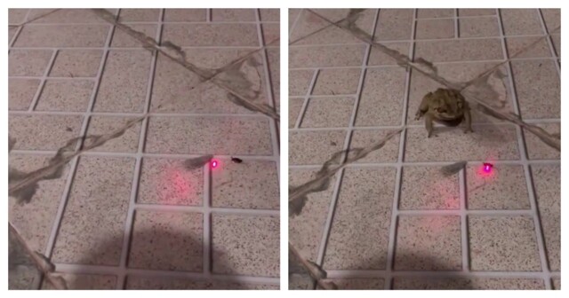 Жаба с лазерным наведением