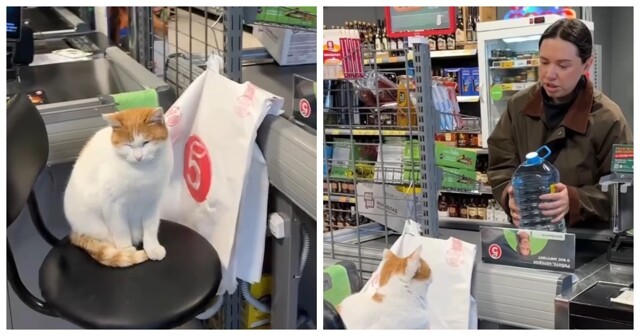 В магазине появился необычный пушистый кассир
