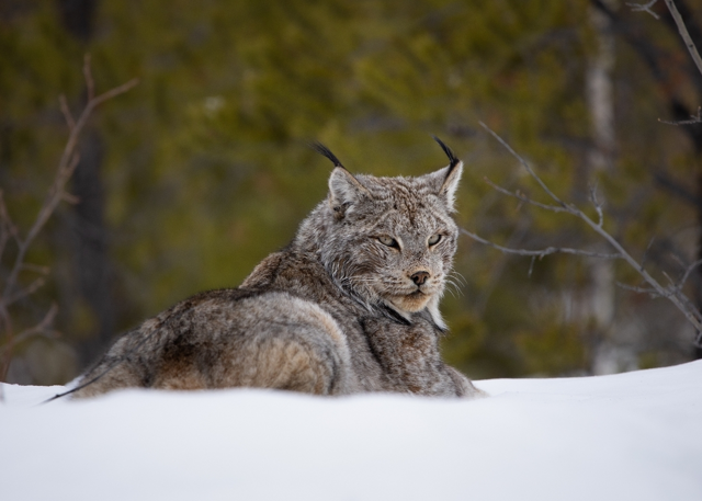Канадская рысь