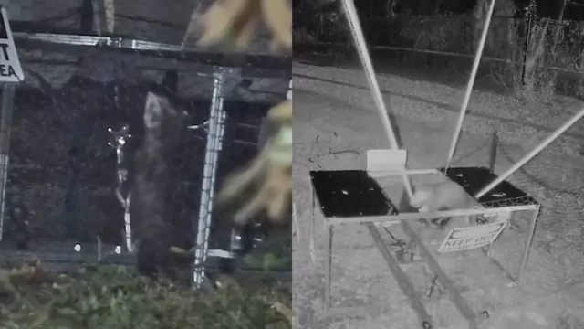 Опоссума запустили в небо, используя крупную самодельную рогатку