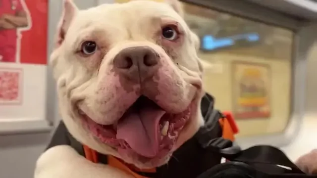 Блогер придумал необычный способ помогать бездомным собакам находить хозяев