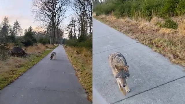 В Нидерландах волк преследовал туристов во время прогулки
