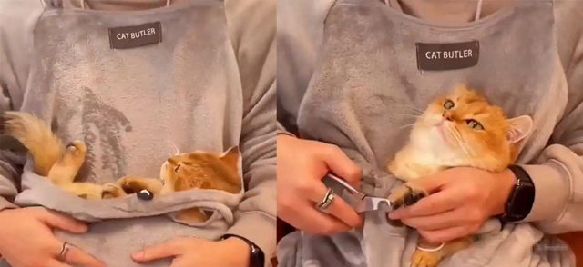 Фартук с карманом для кота