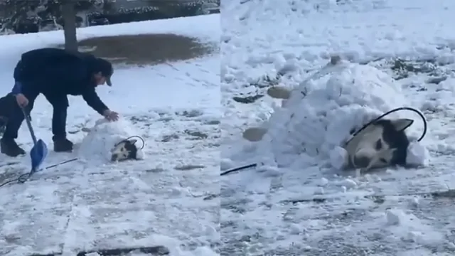Пёс позволил хозяину себя закопать