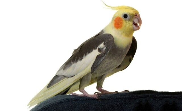 Пернатый будильник