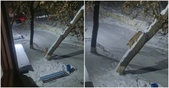Пёс лазает по дереву не хуже кота