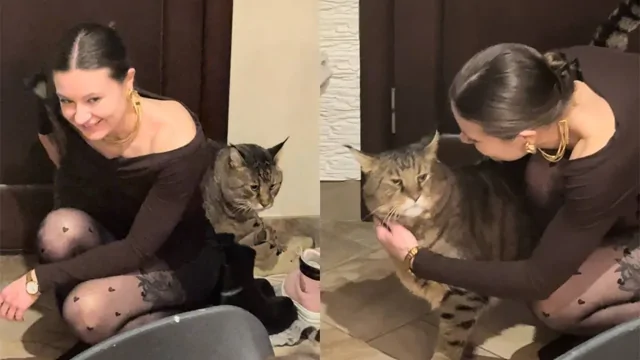 Огромная кошка, которую хочется обнимать