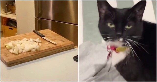 Коты тоже плачут от лука