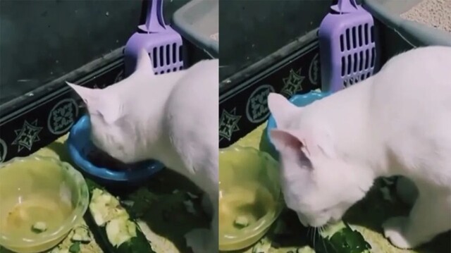 Кошка перешла на сбалансированное питание
