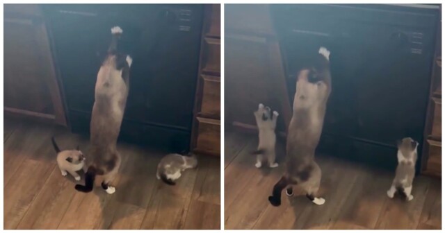 Кошка учит котят точить когти