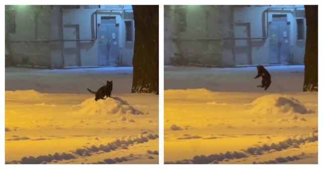 Кошка радуется снегу