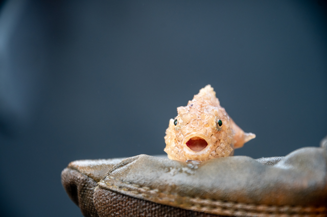 Тихоокеанский круглопёр