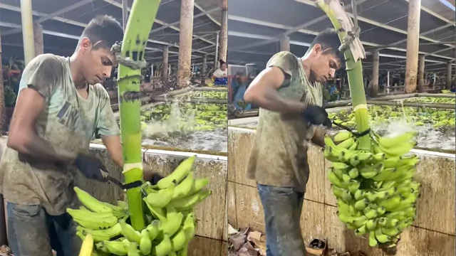 Профессиональная мойка бананов