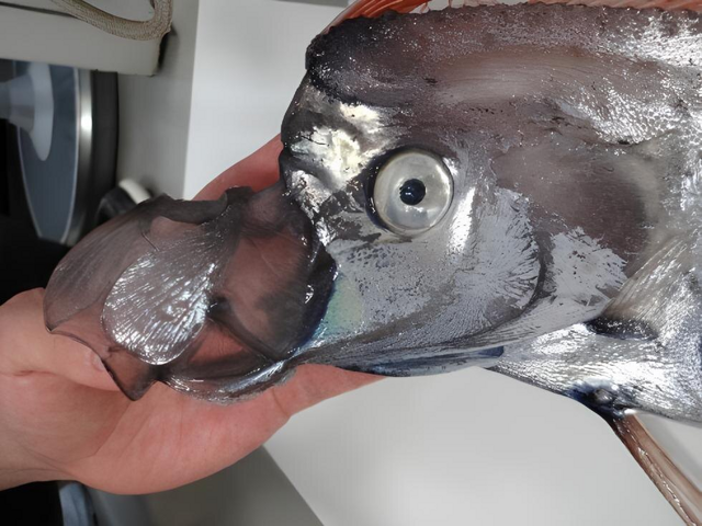 Почему рыбий рот такой инопланетный?