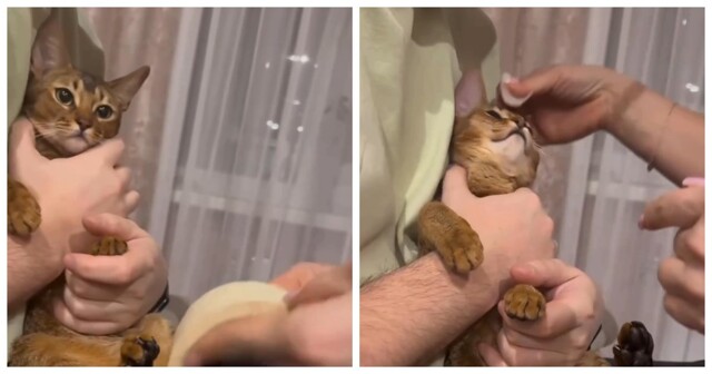 Как легко подстричь котику когти с помощью обычного скотча
