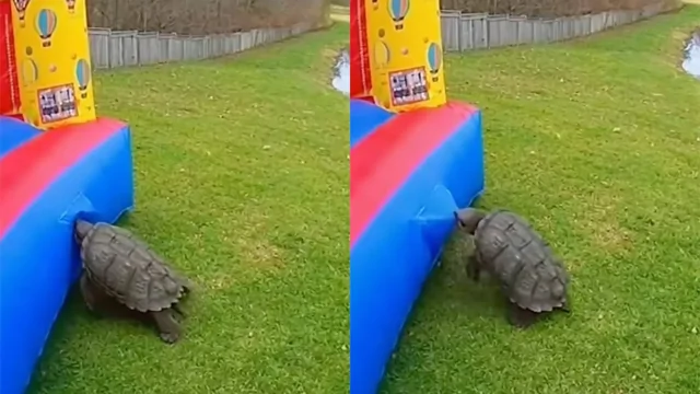 Черепаха уничтожила надувной замок за считанные секунды