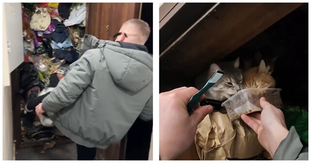 Стена хлама, опарыши и голодные кошки