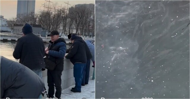 Во Владивостоке на Корабельной набережной  нашествие рыбы — люди уносят полные ведра добычи