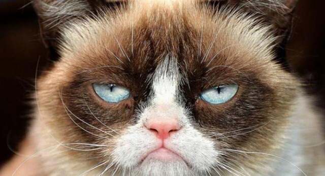 Нелюбимые звуки котов