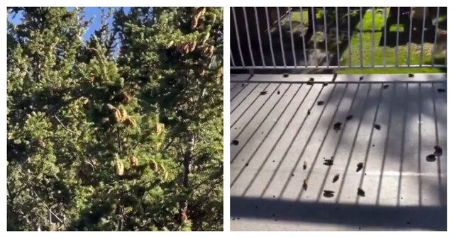 Проворная белка скидывает шишки с дерева