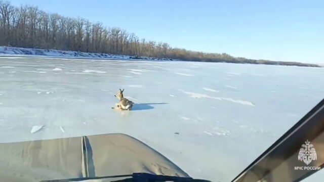 Застрявшую на льду Волги косулю спасли под Саратовом