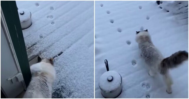 Кошка обожает гулять зимой, но не любит снег