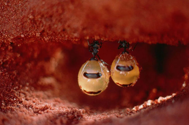 Медовые муравьи: их тела — бочки с сахаром